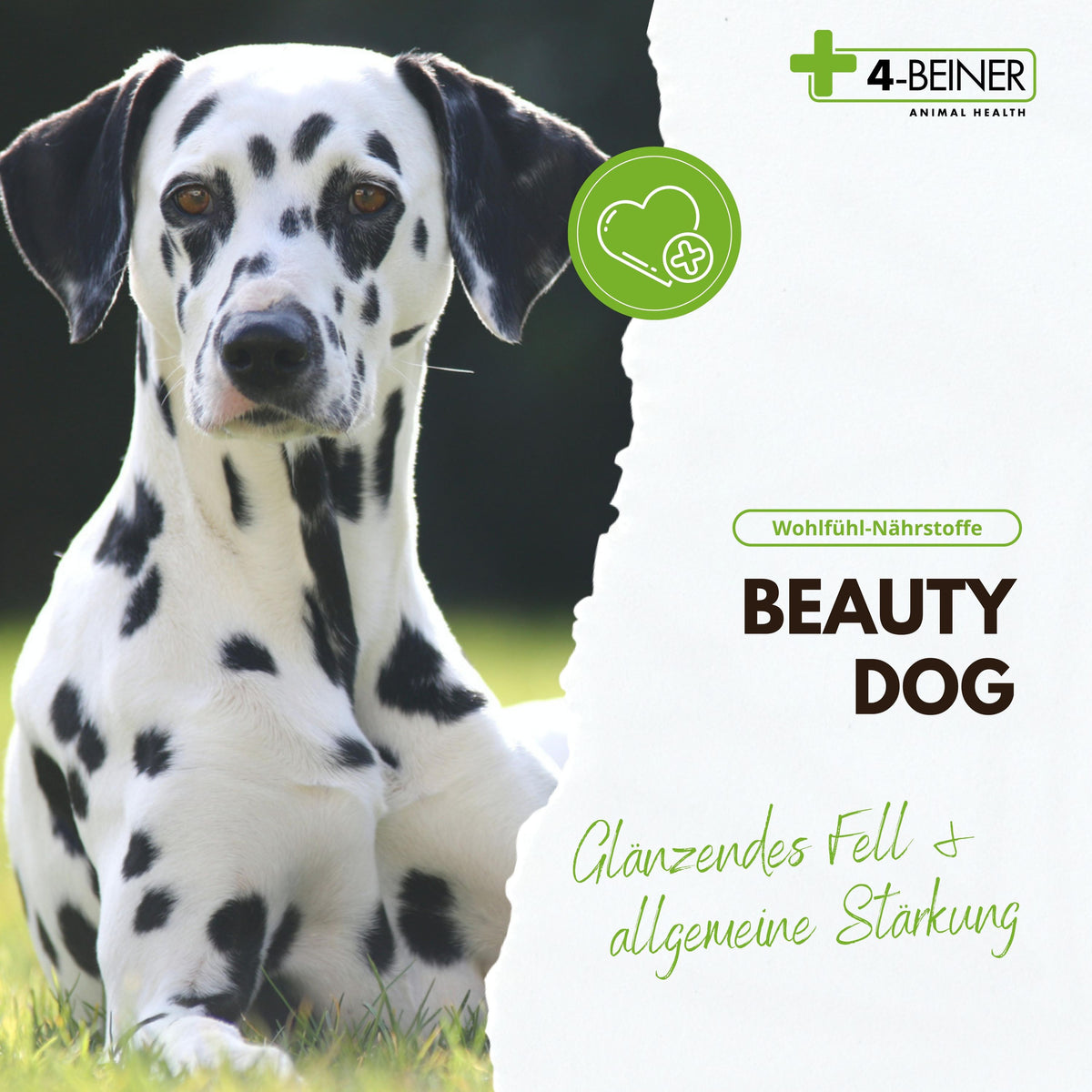 4-BEINER BEAUTY-DOG
