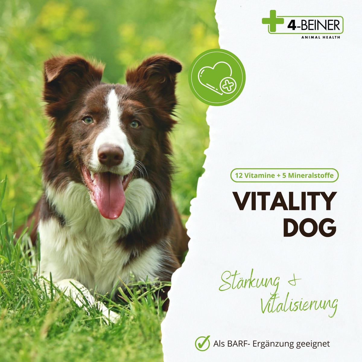 4-BEINER VITALITY-DOG
