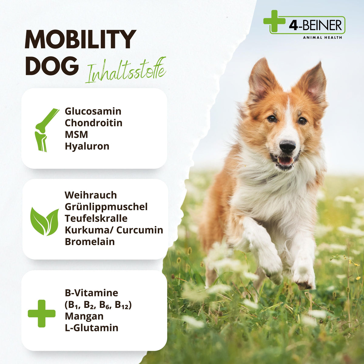 4-BEINER MOBILITY-DOG
