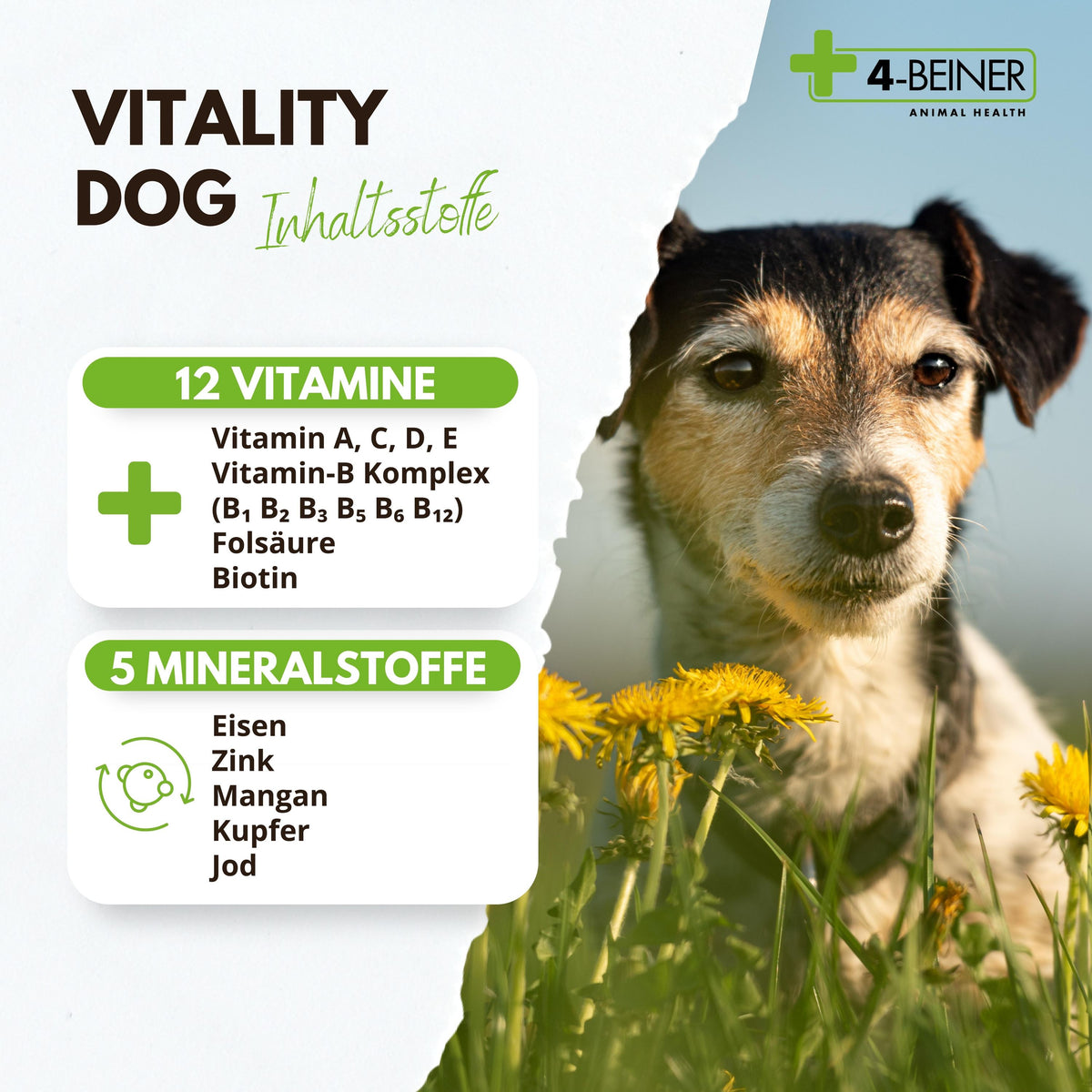 4-BEINER VITALITY-DOG