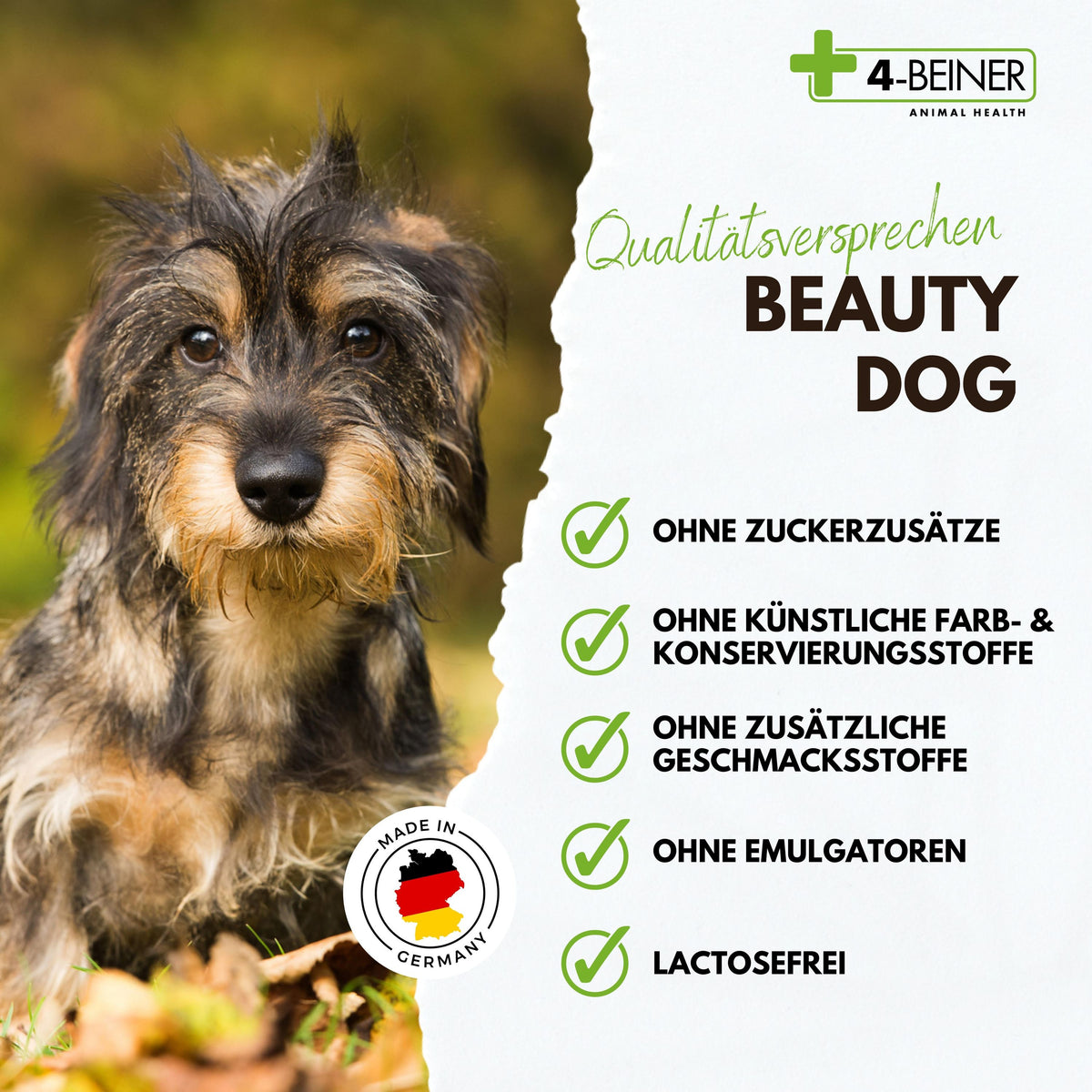 4-BEINER BEAUTY-DOG
