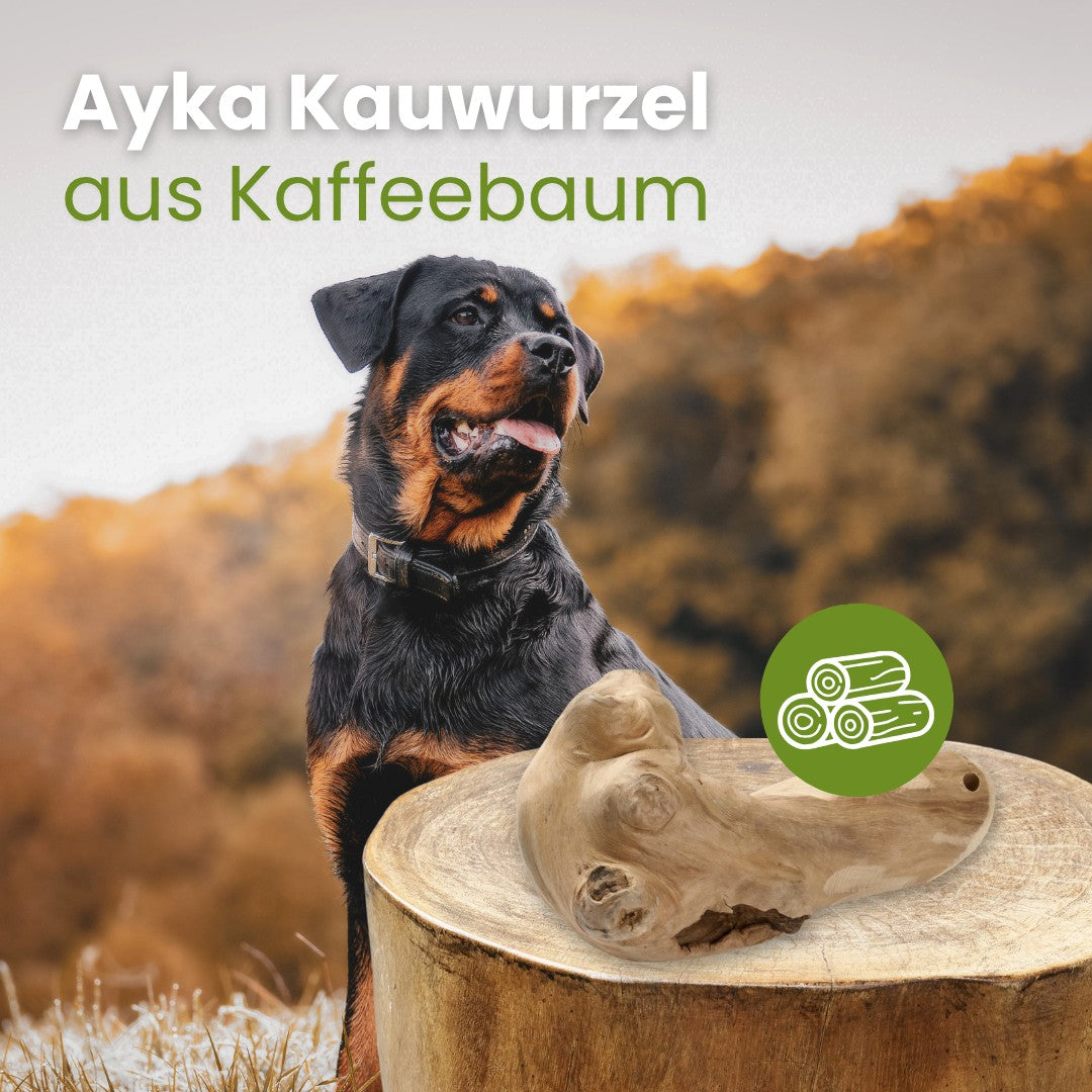 Kauwurzel aus Kaffeebaum