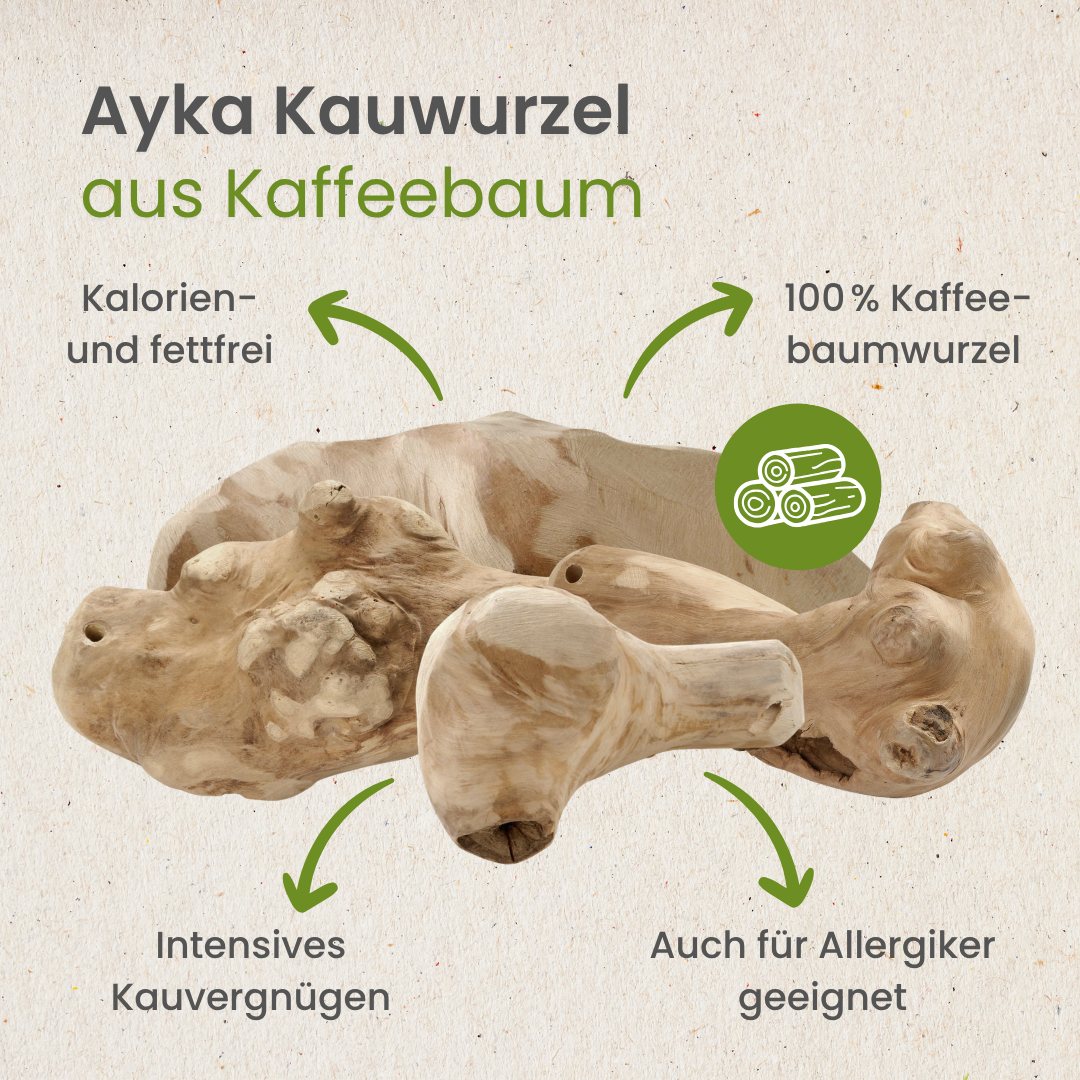 Kauwurzel aus Kaffeebaum