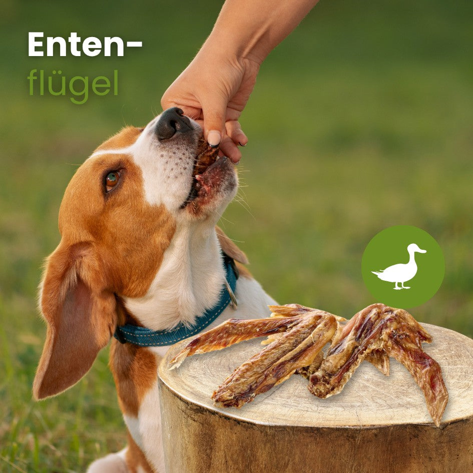 Enten-Flügel