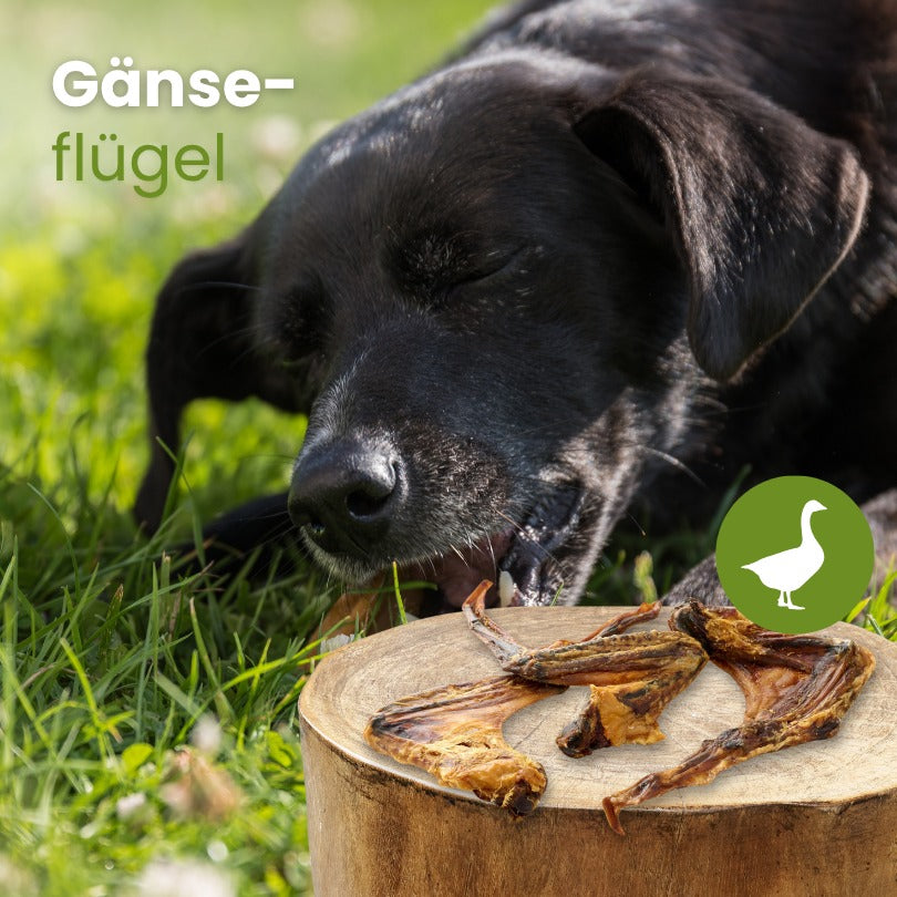 Gänse-Flügel