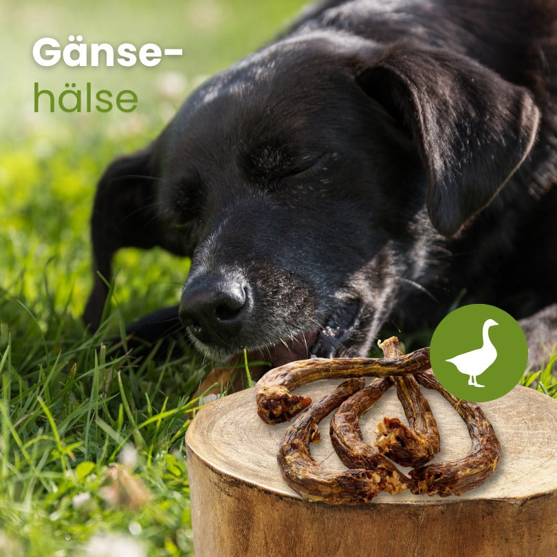 Gänse-Hälse