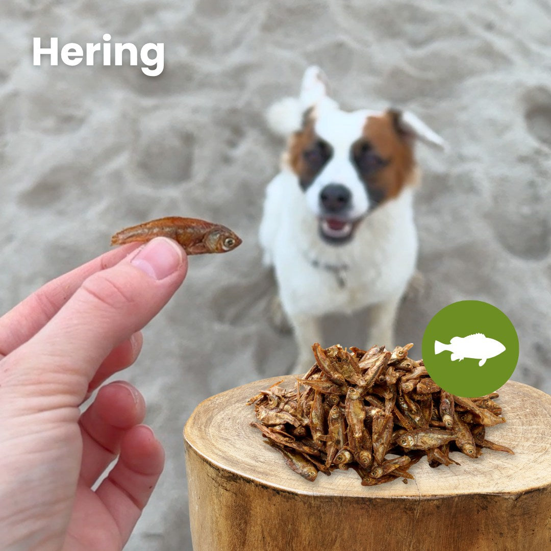 Hering