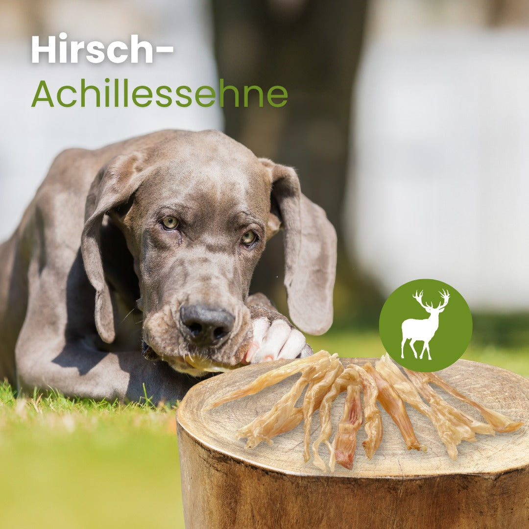 Hirsch-Achillessehne