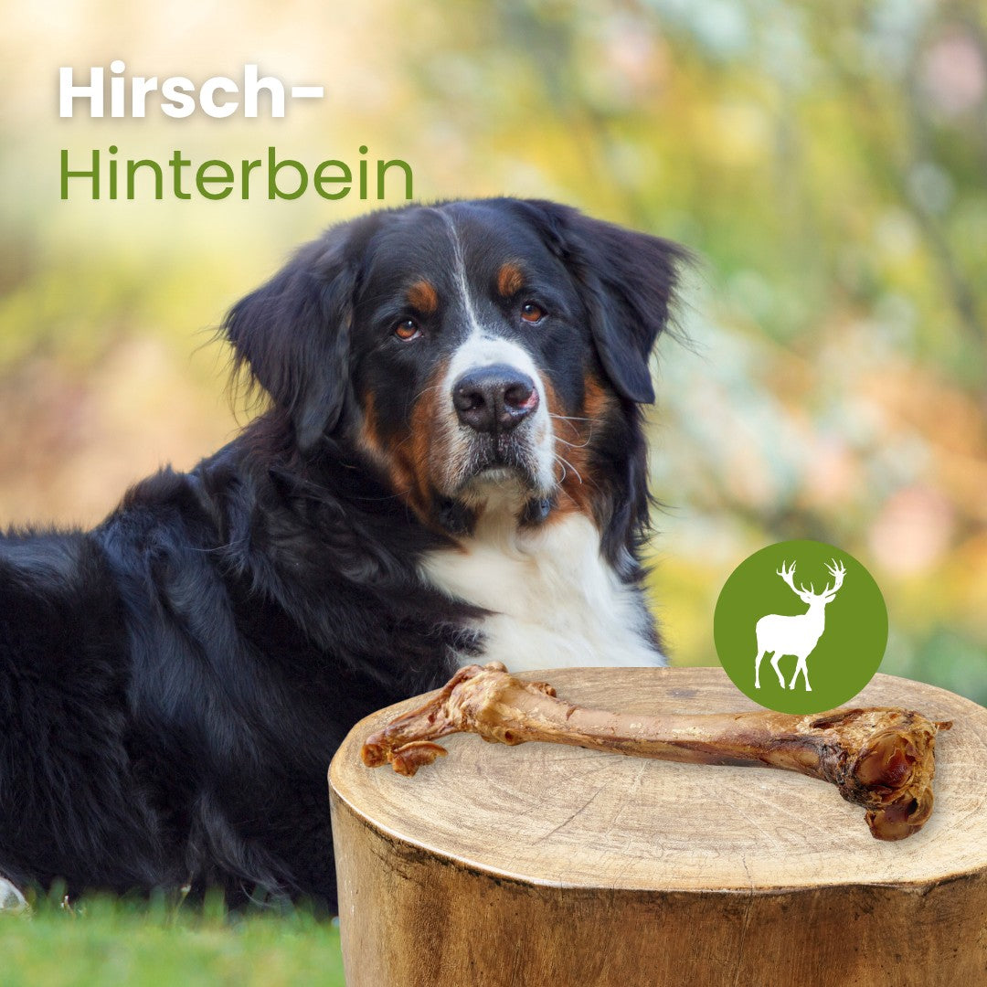 Hirsch-Hinterbein