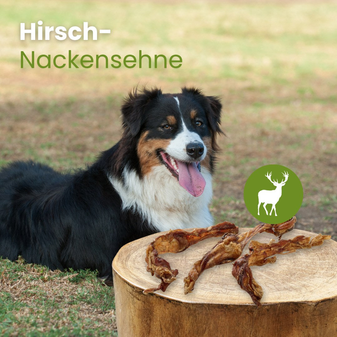 Hirsch-Nackensehne