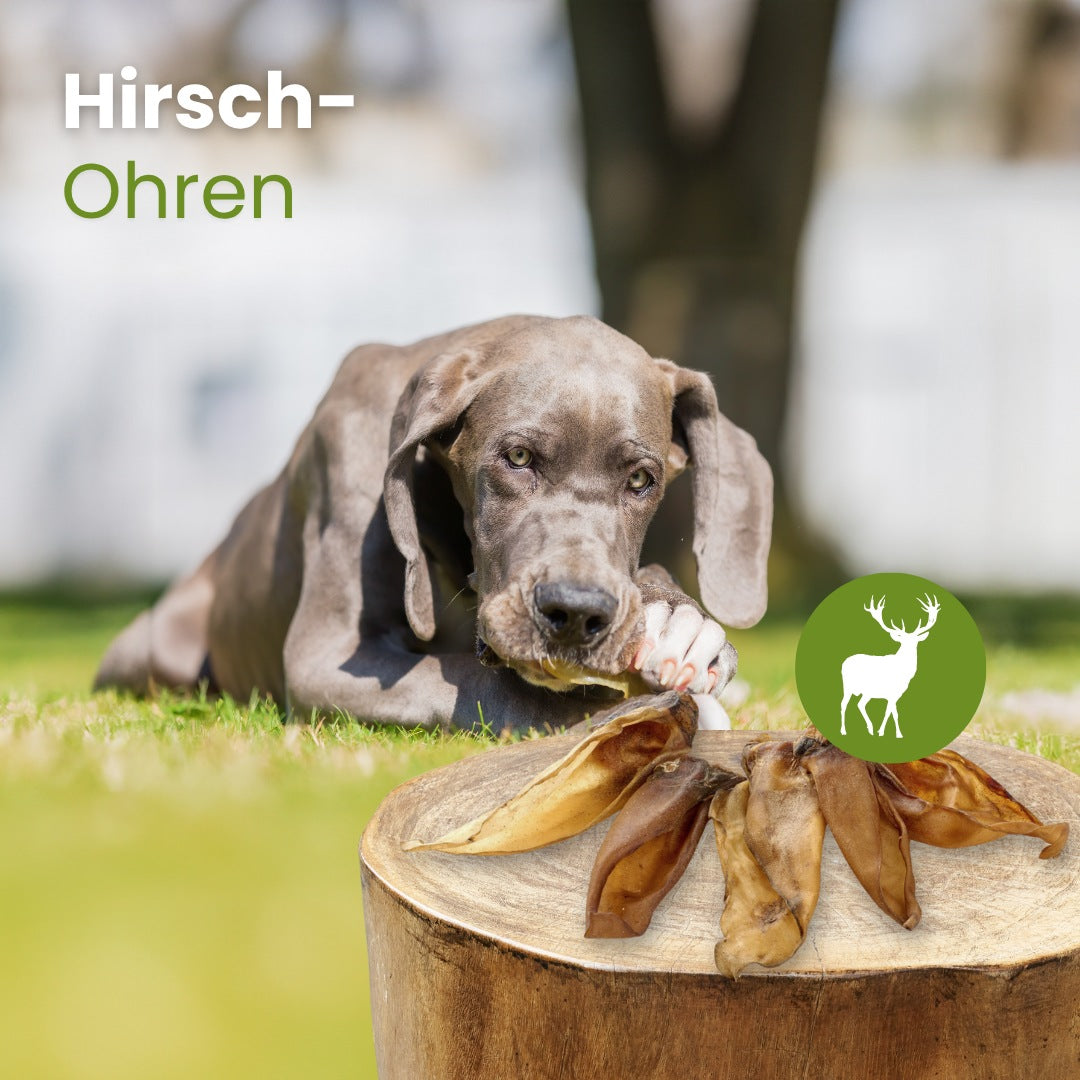 Hirsch-Ohren