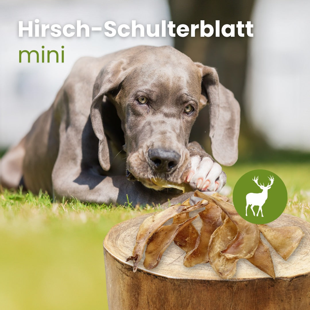 Hirsch-Schulterblatt Mini