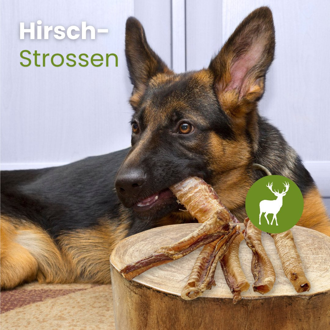 Hirsch-Strossen