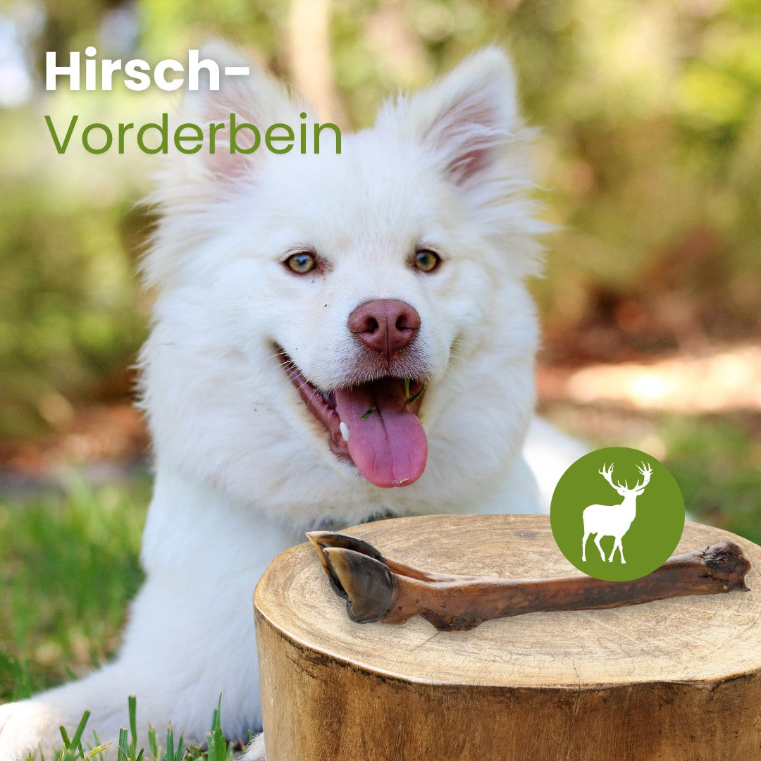 Hirsch-Vorderbein