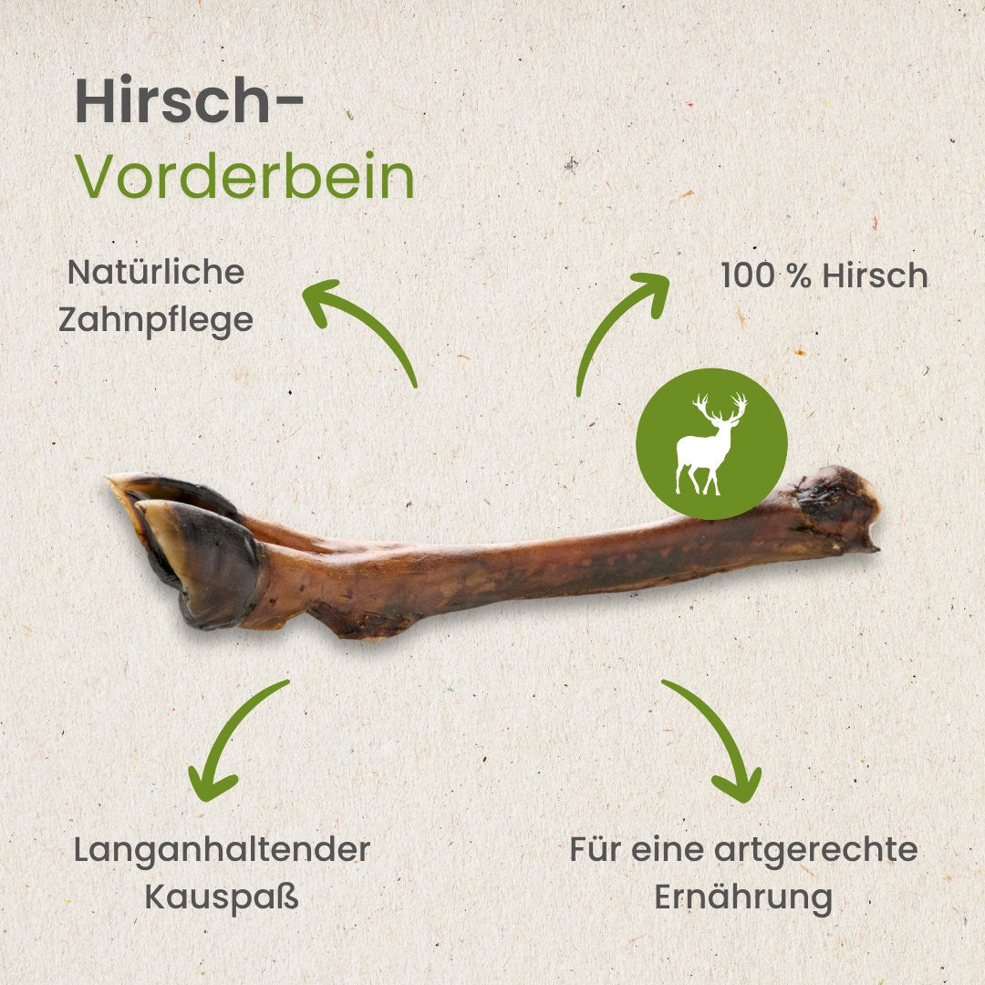 Hirsch-Vorderbein