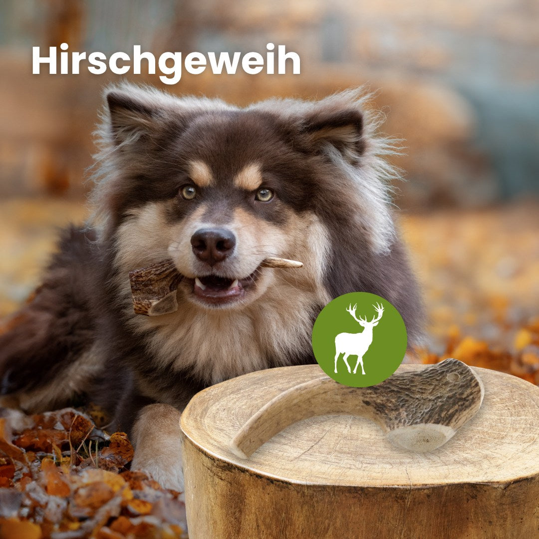 Hirschgeweih