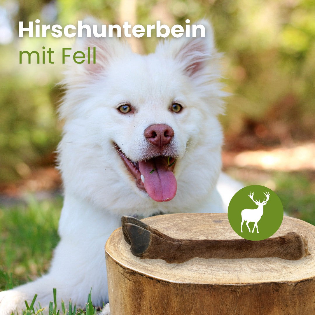 Hirsch Unterbein mit Fell