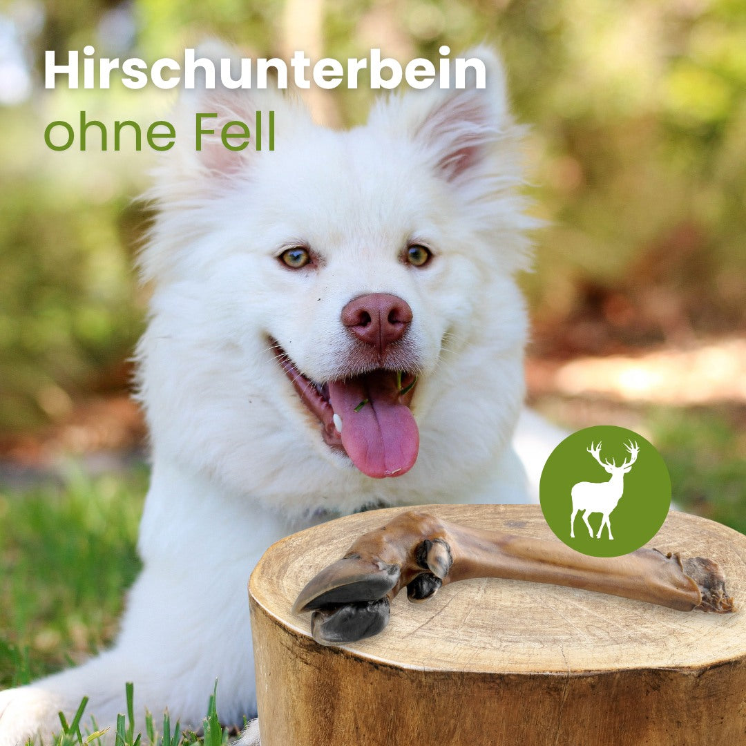 Hirsch Unterbein ohne Fell