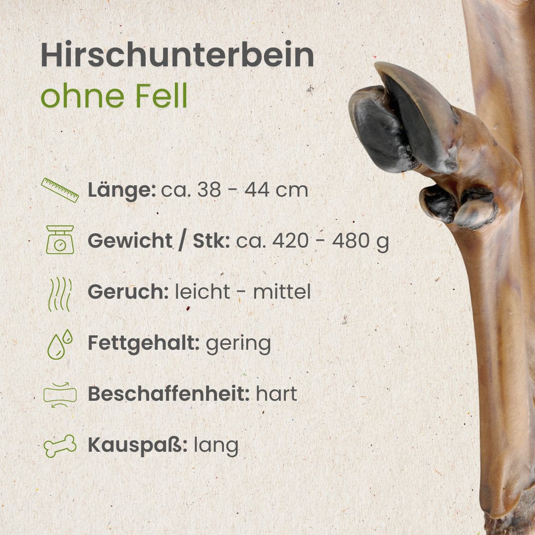 Hirsch Unterbein ohne Fell