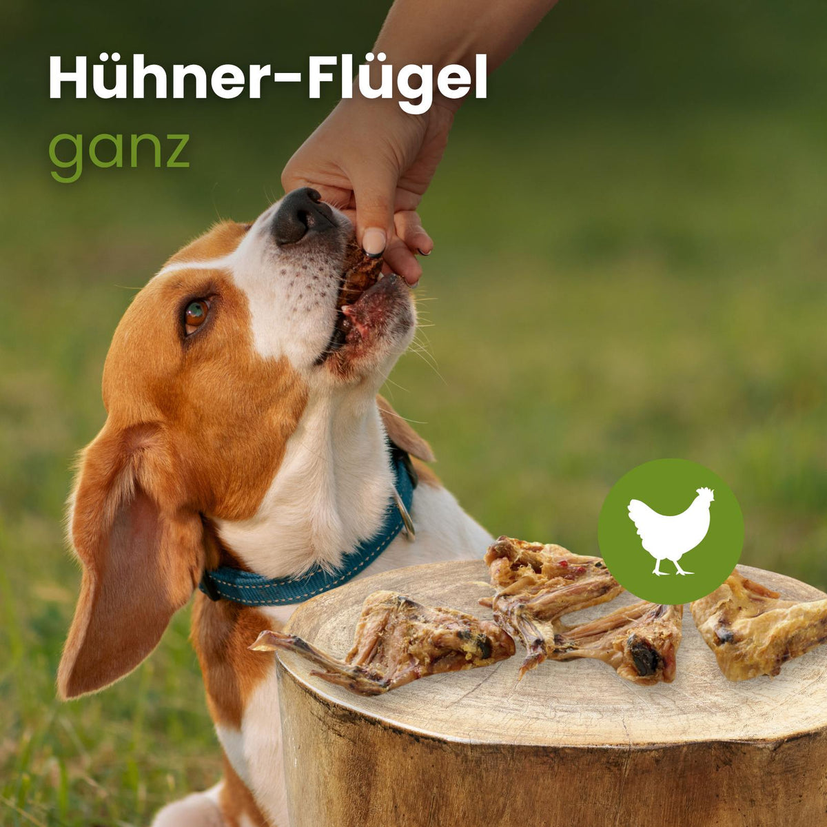 Hühner-Flügel, ganz