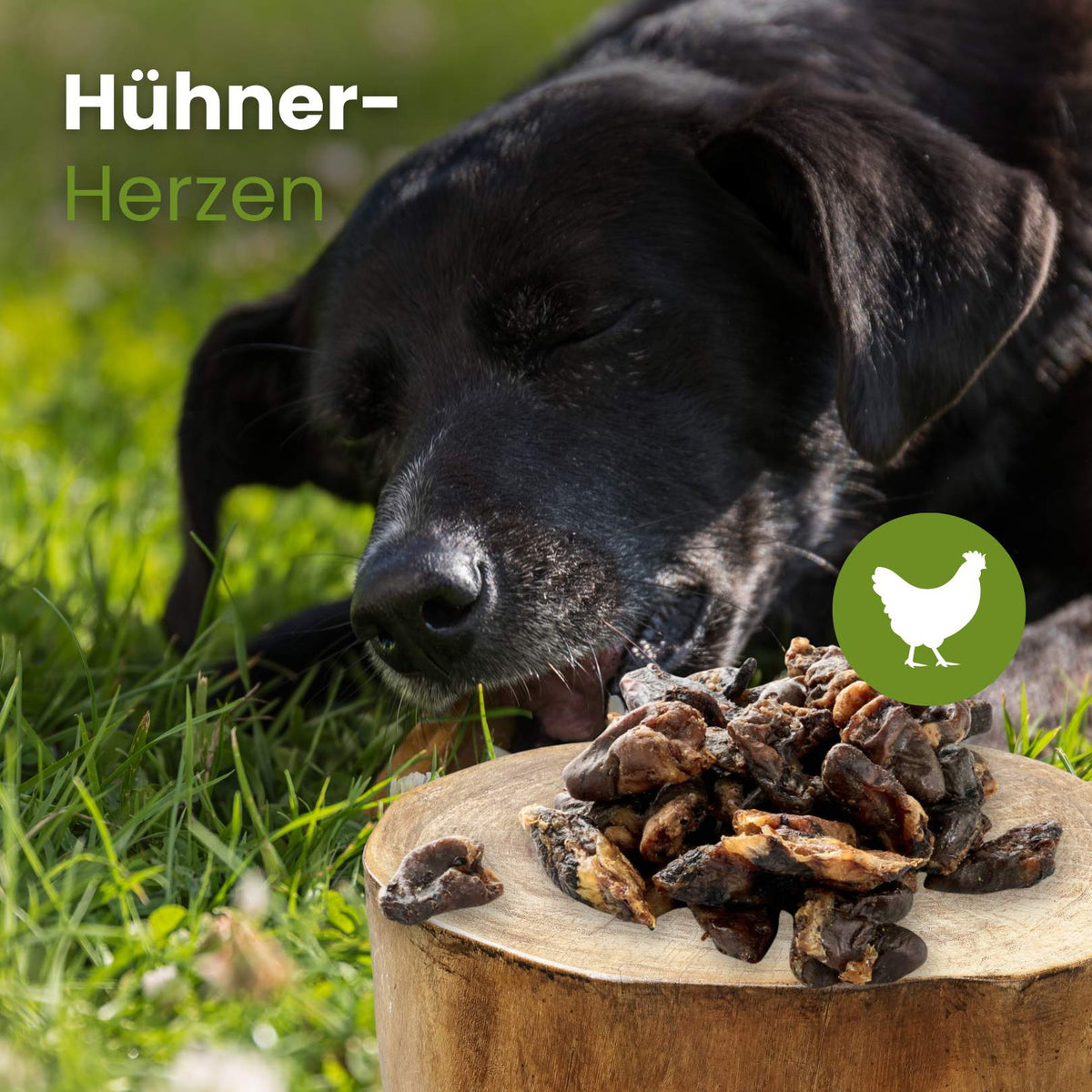 Hühner-Herzen