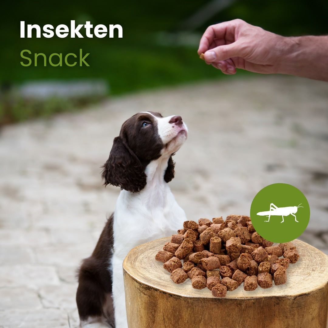 Insekten Snack
