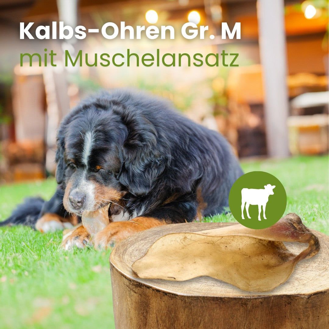 Kalbs-Ohren Gr. M mit Muschelansatz