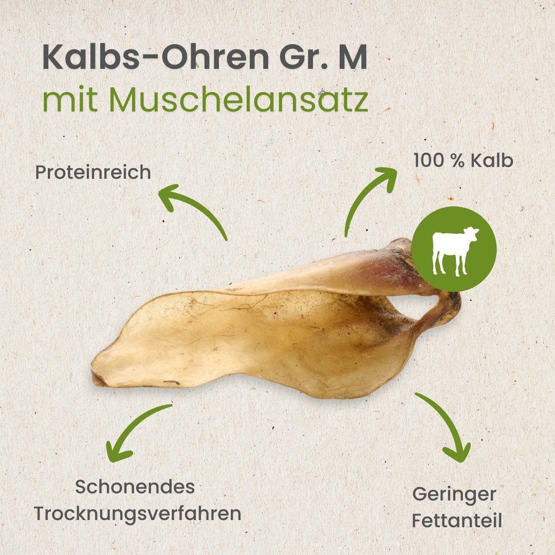 Kalbs-Ohren Gr. M mit Muschelansatz