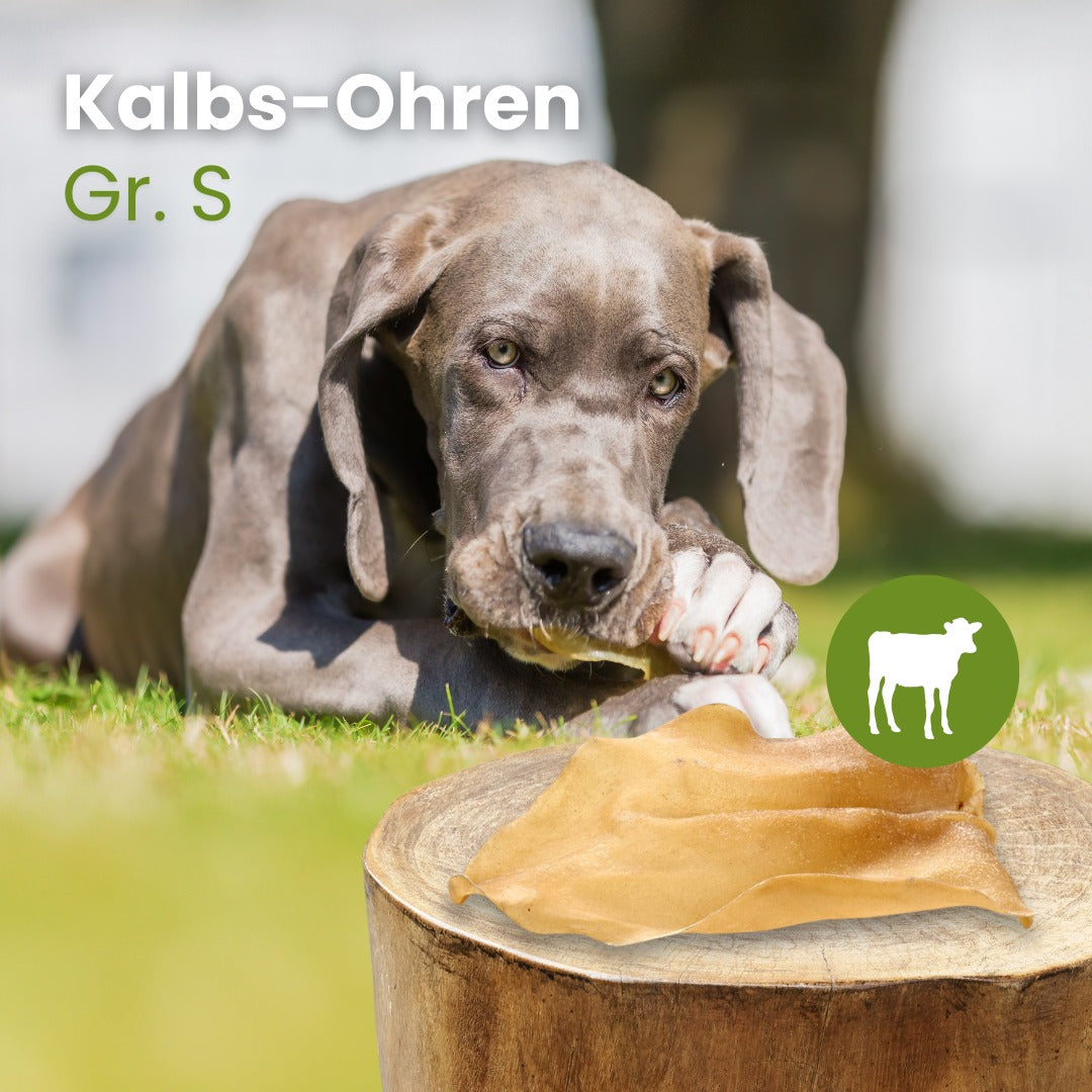 Kalbs-Ohren Gr. S