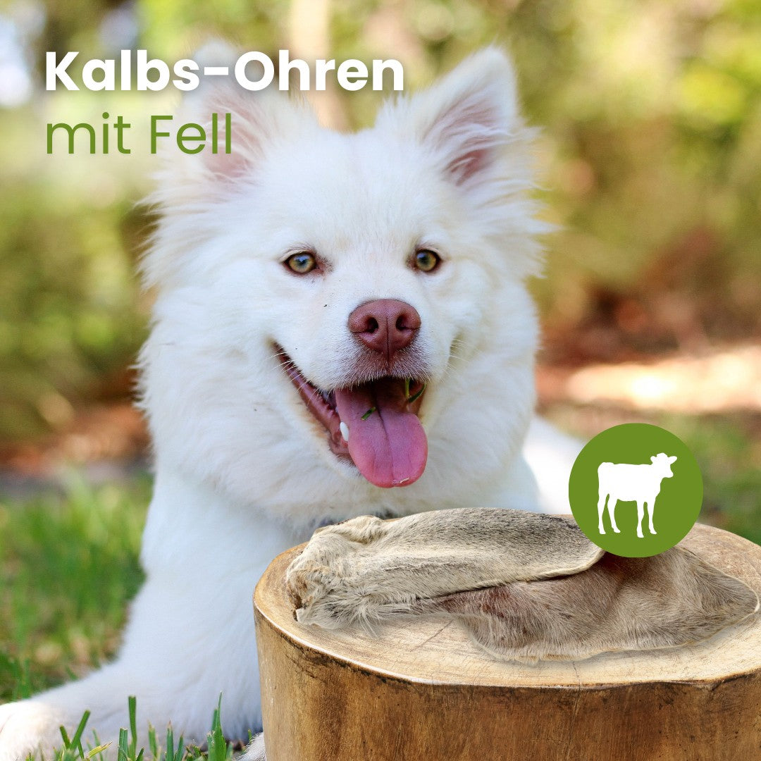 Kalbs-Ohren mit Fell