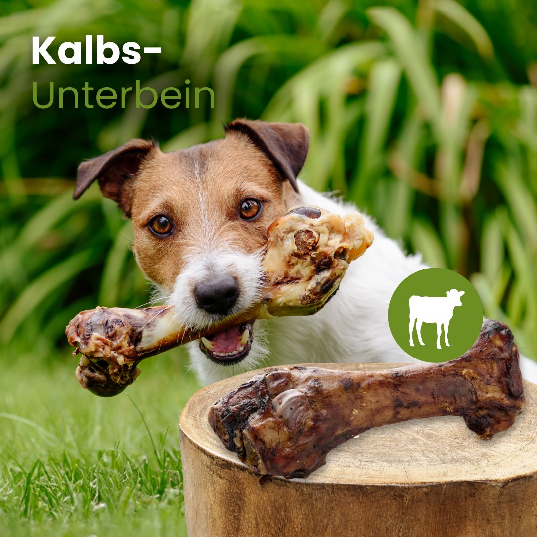 Kalbs-Unterbein