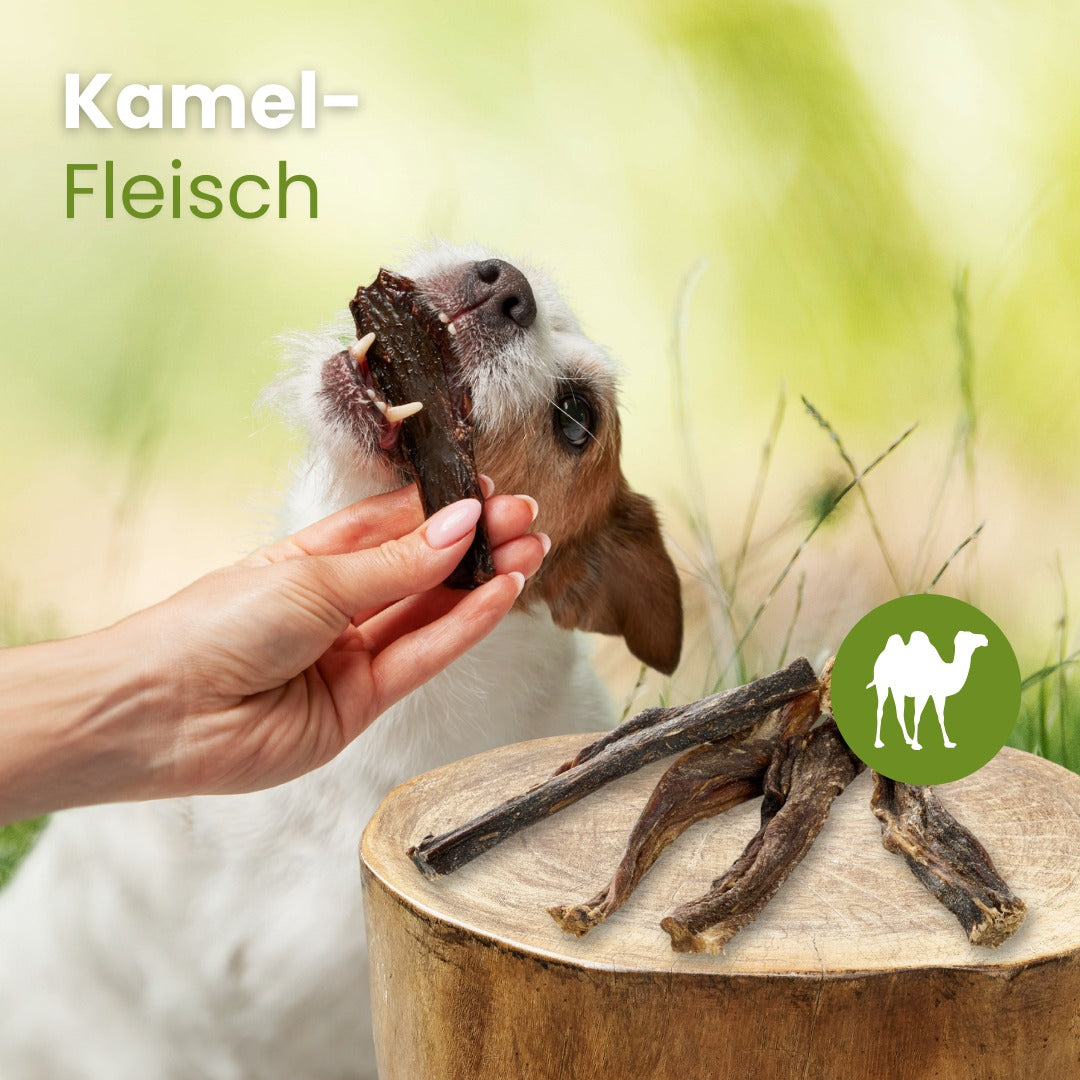 Kamel-Fleisch
