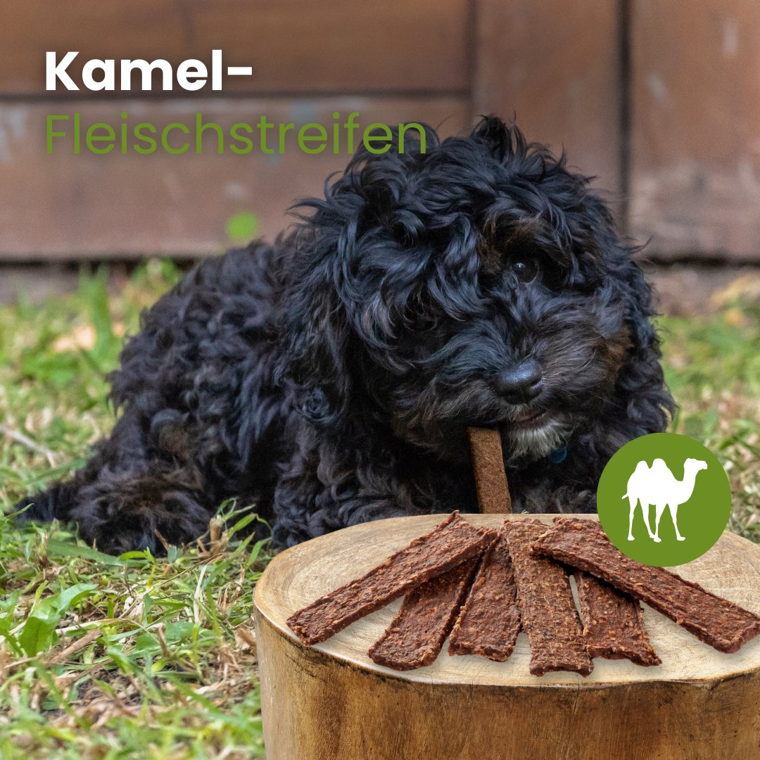 Kamel-Fleischstreifen