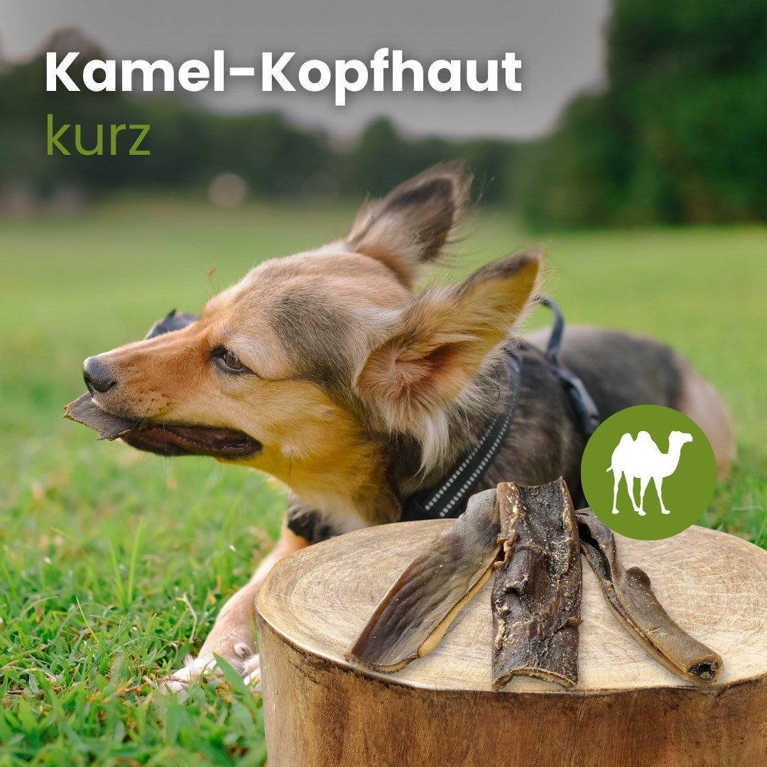 Kamel-Kopfhaut,kurz