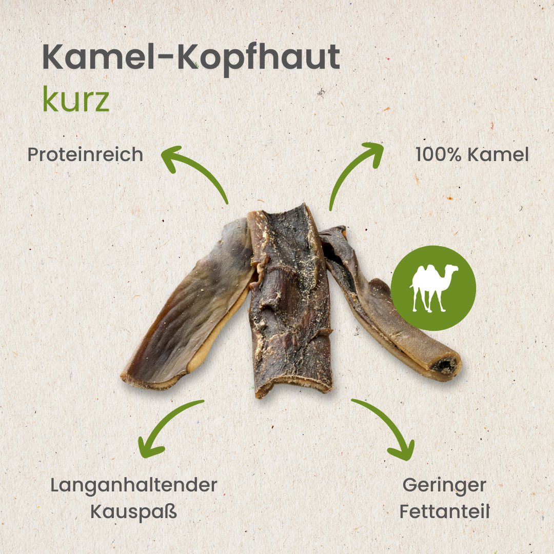 Kamel-Kopfhaut,kurz