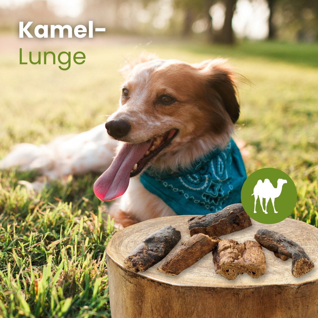 Kamel-Lunge