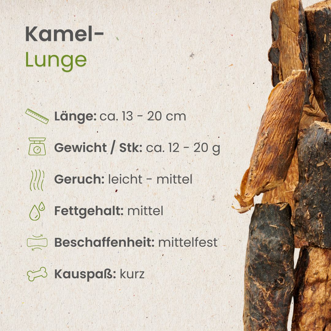 Kamel-Lunge