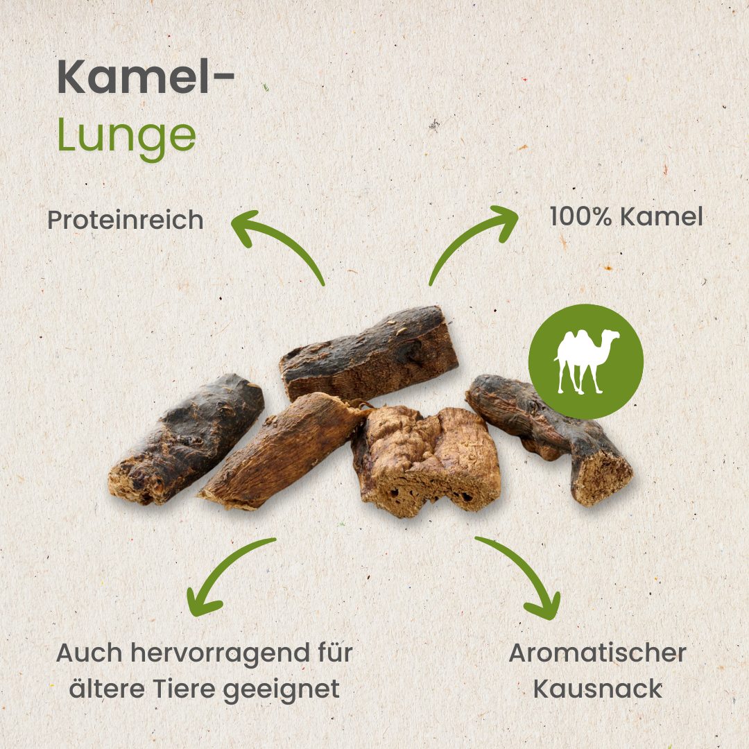Kamel-Lunge