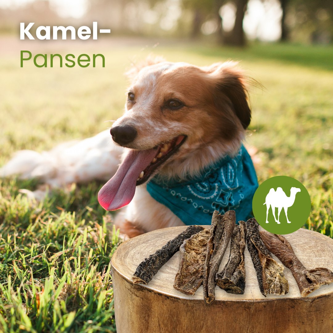 Kamel-Pansen