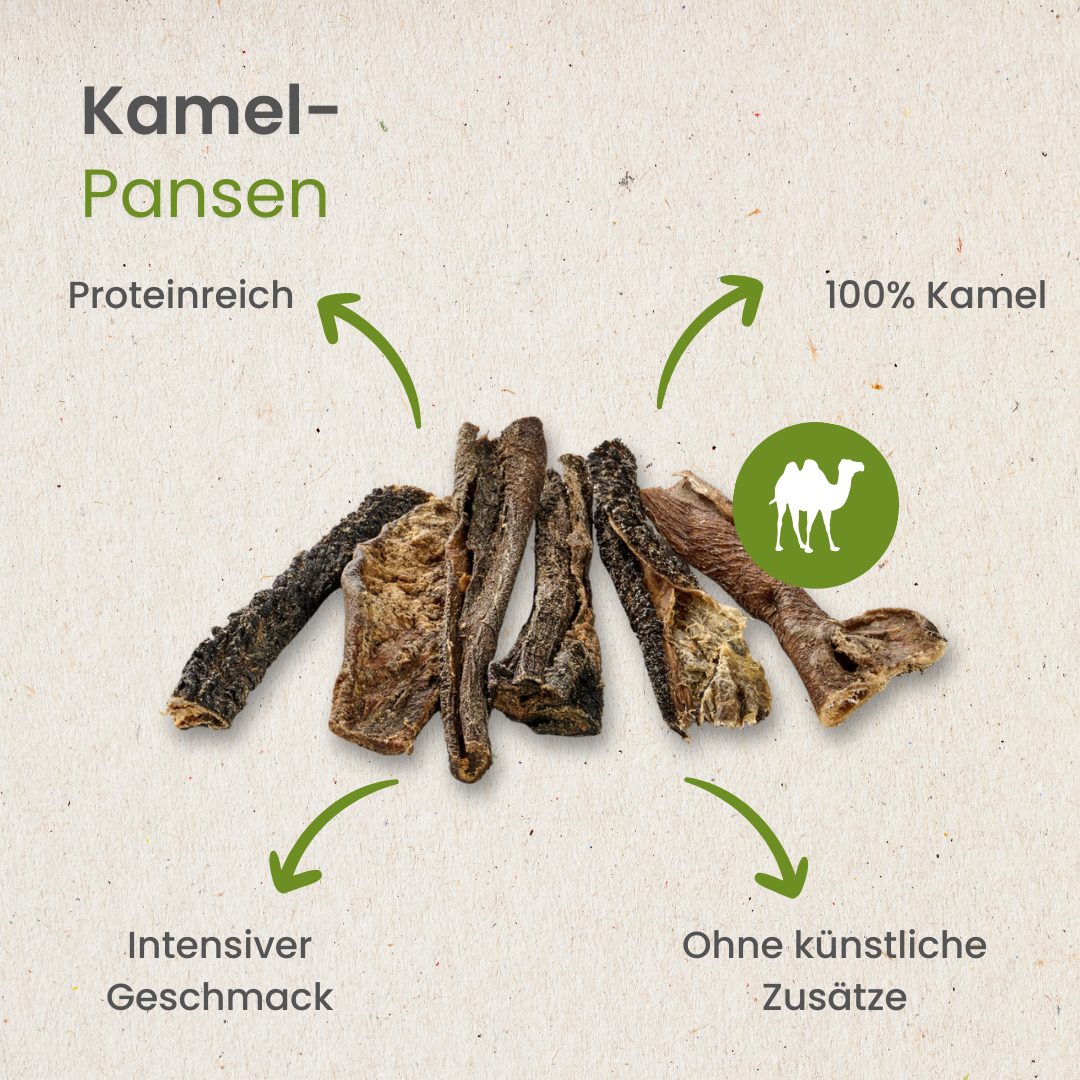 Kamel-Pansen