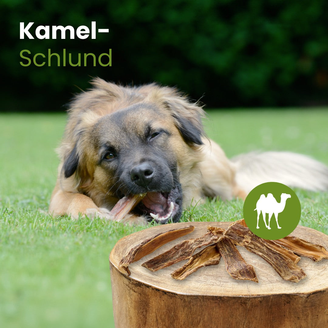 Kamel-Schlund