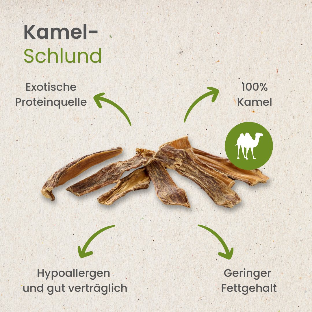 Kamel-Schlund
