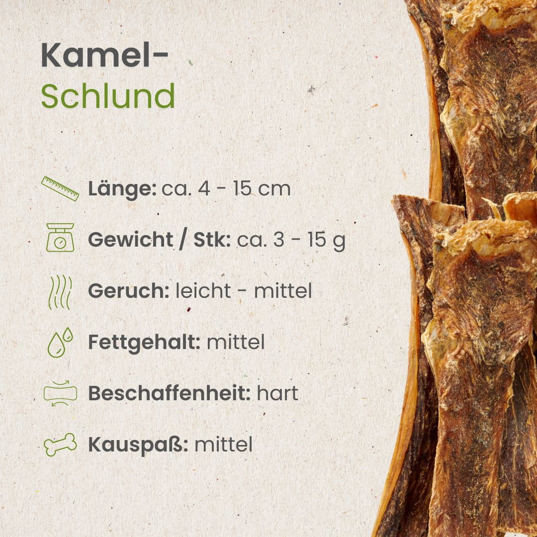 Kamel-Schlund
