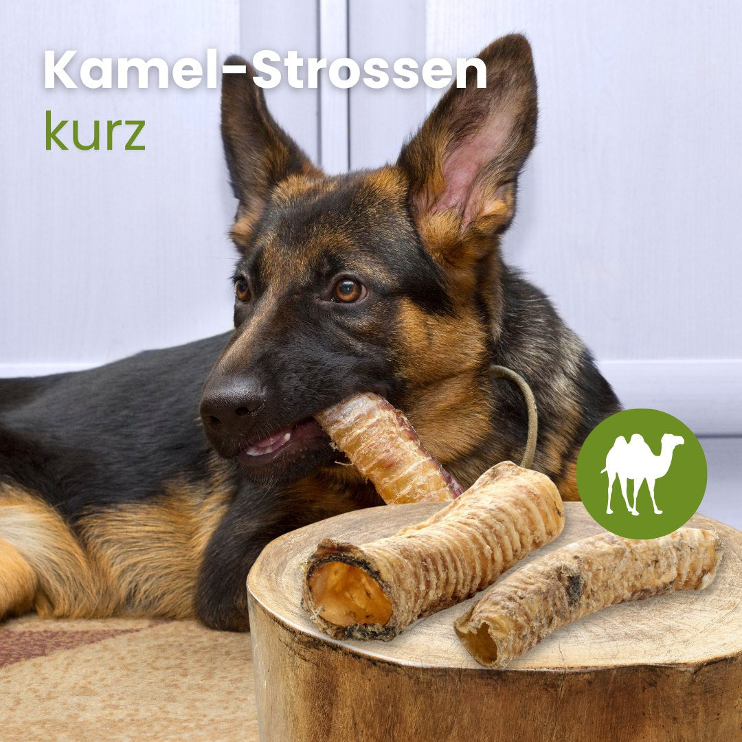 Kamel-Strossen, kurz