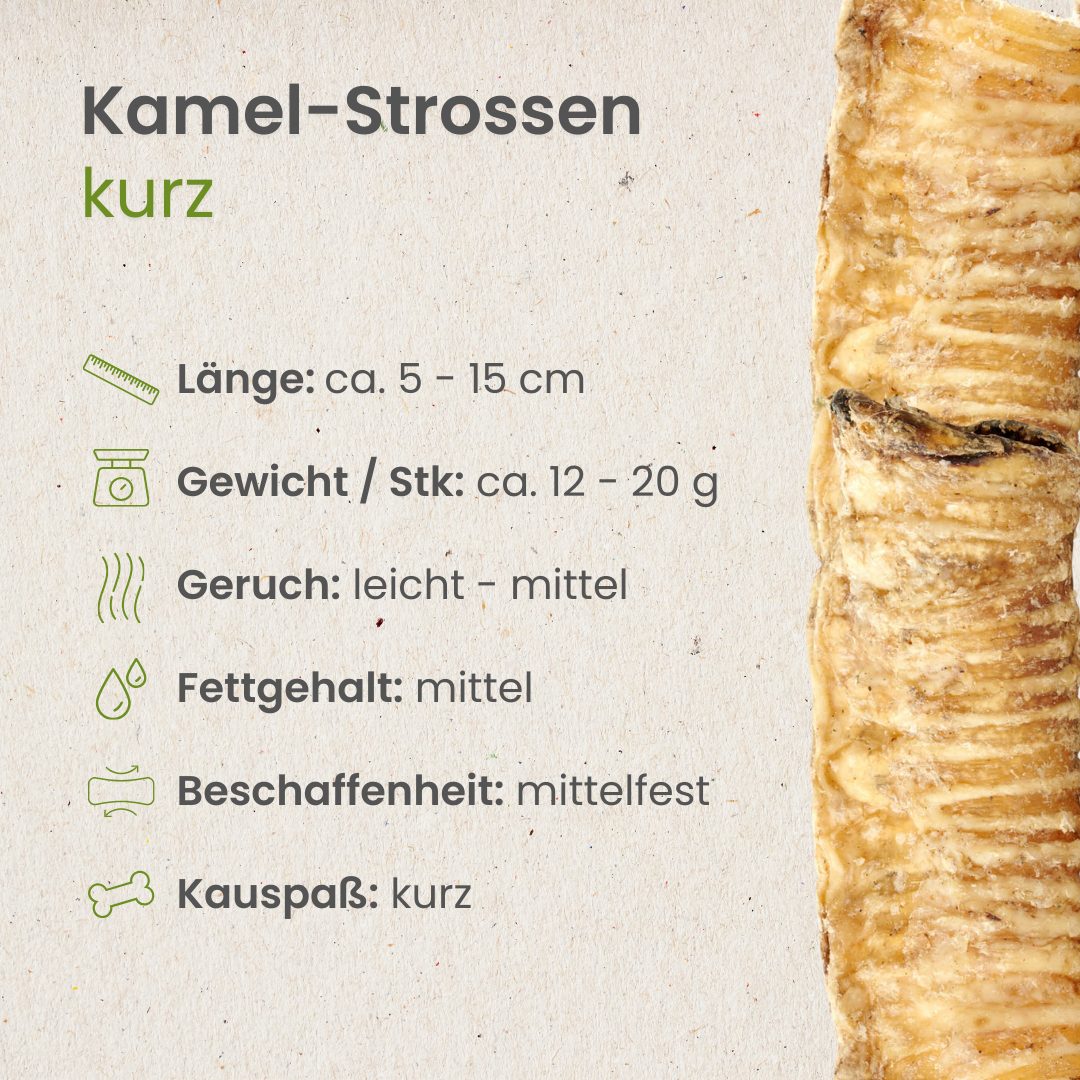 Kamel-Strossen, kurz