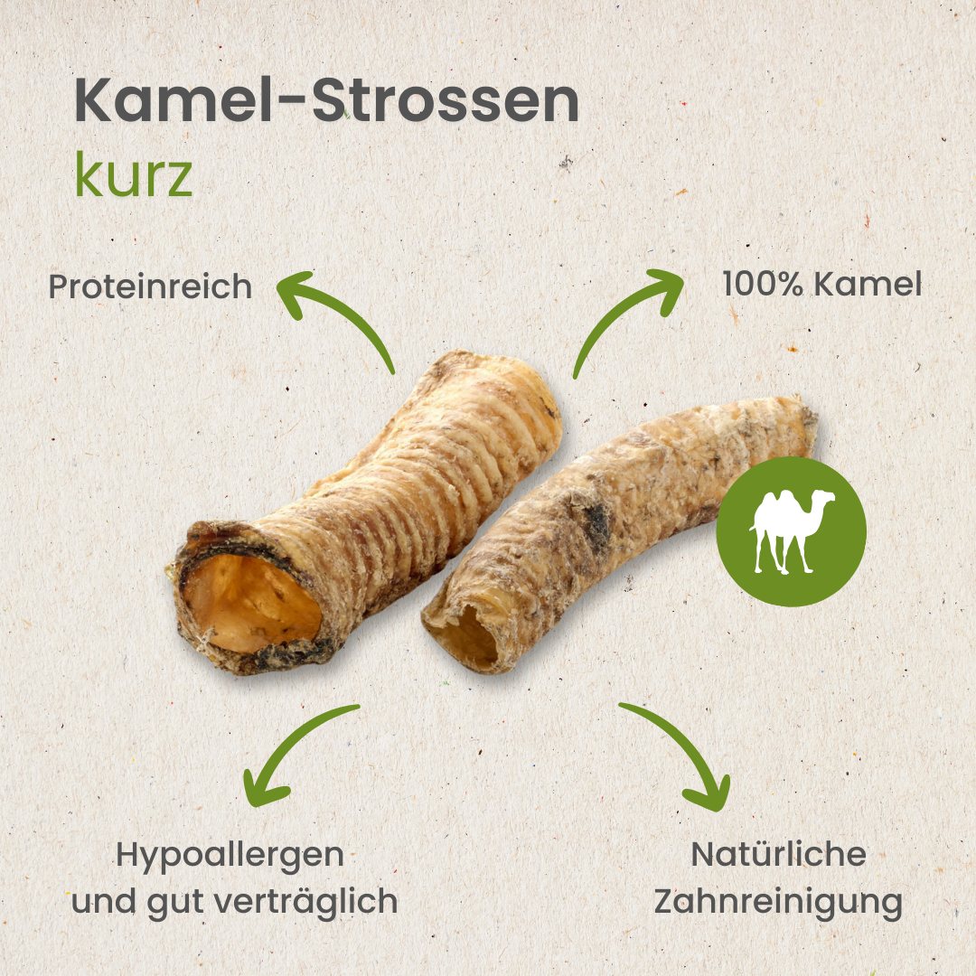 Kamel-Strossen, kurz