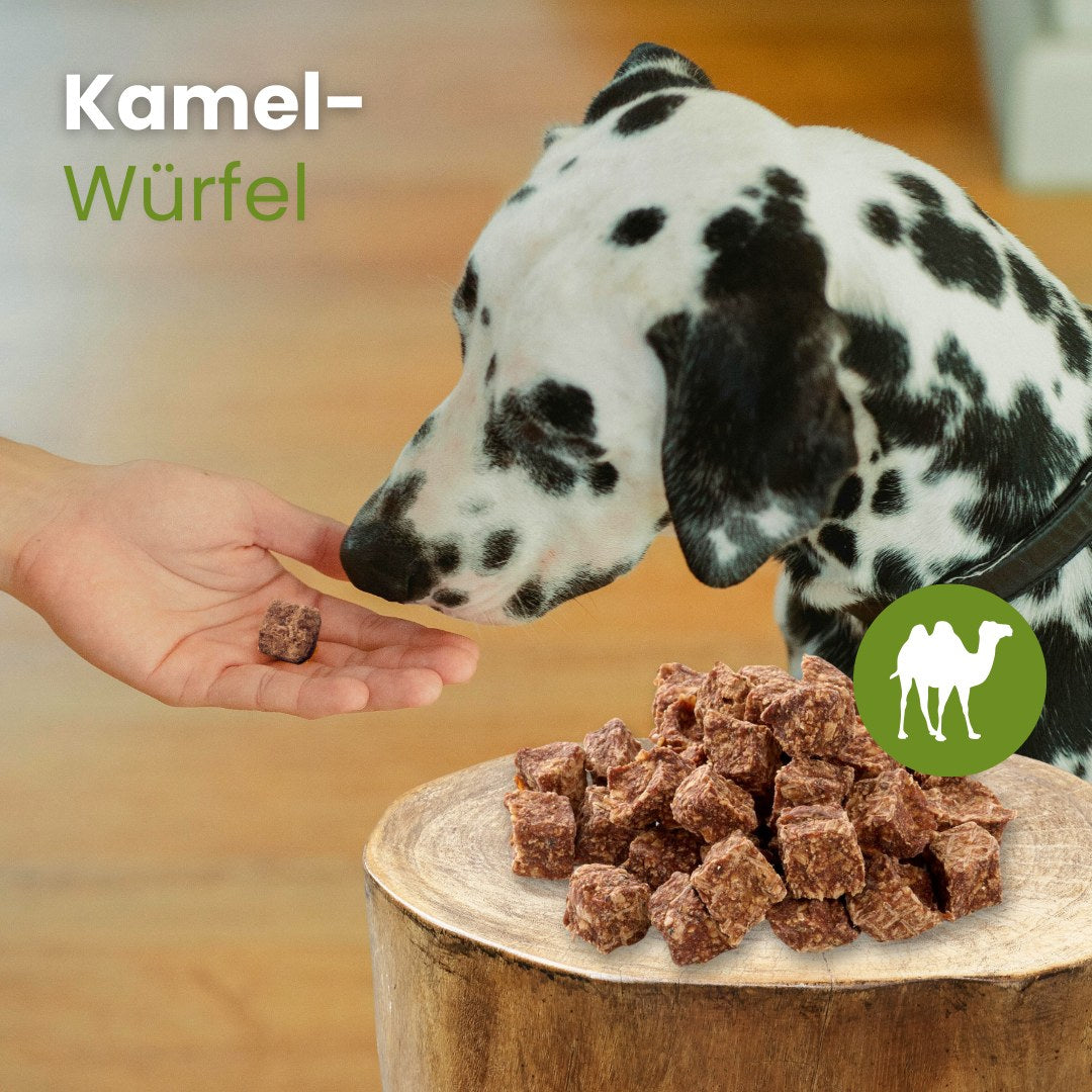 Kamel-Würfel