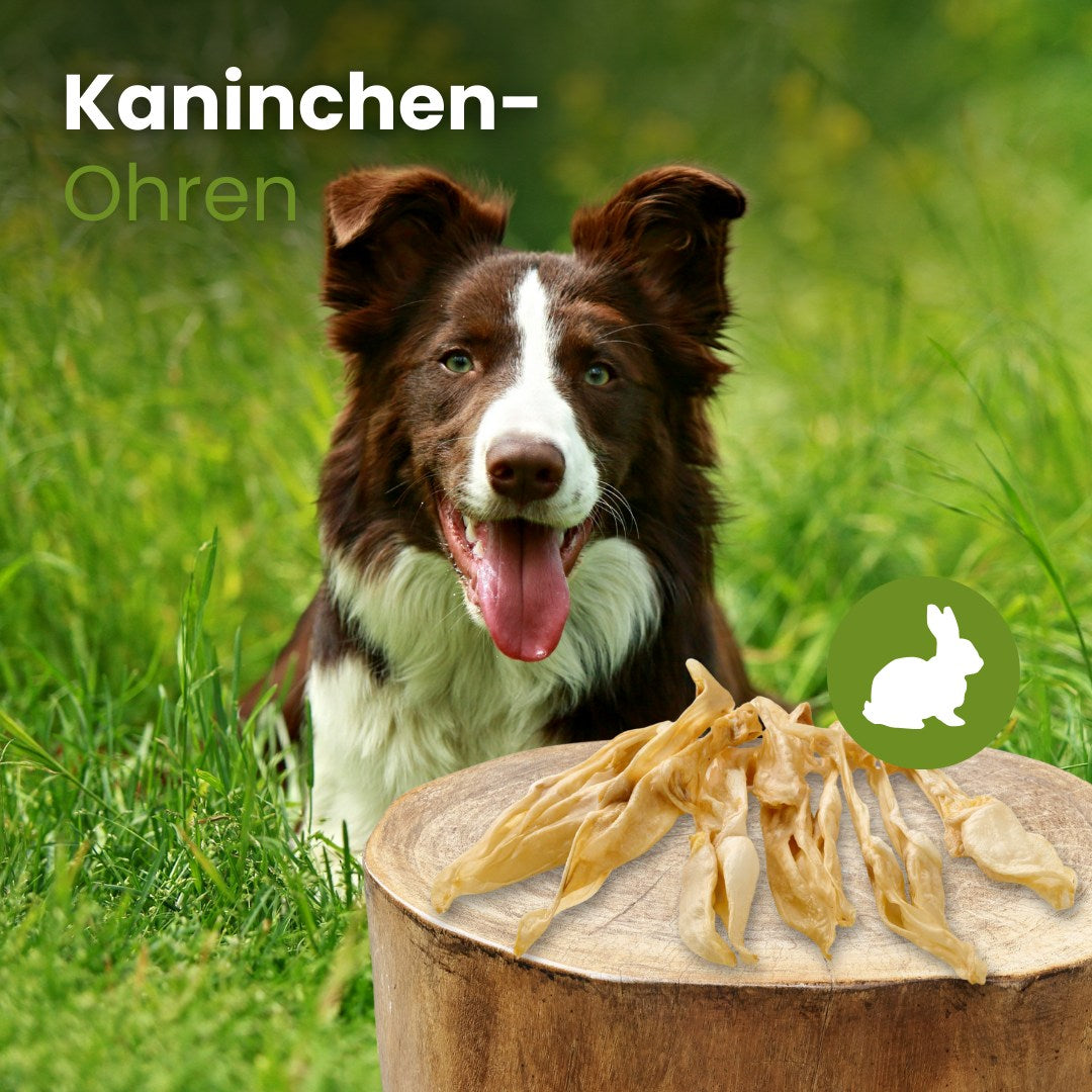 Kaninchen-Ohren
