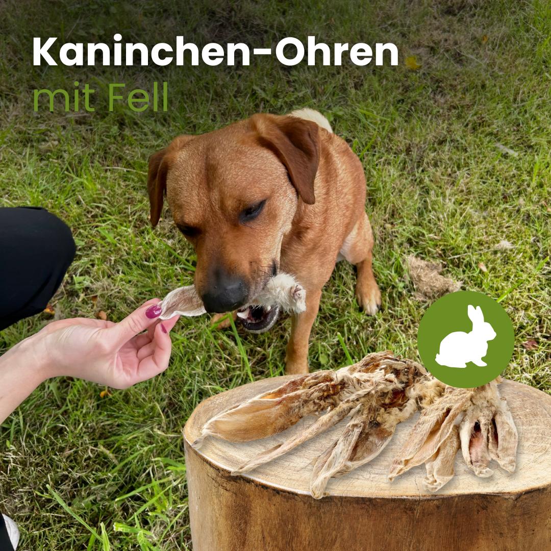 Kaninchen-Ohren mit Fell