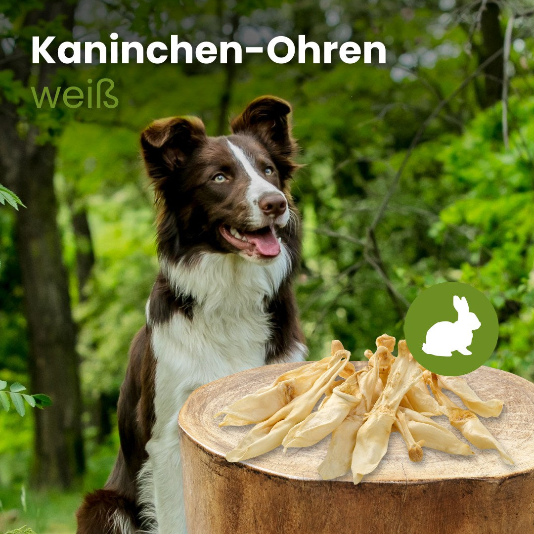 Kaninchen-Ohren, weiß
